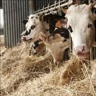 Quelle est la bonne expression ? Indice : Complètement idiot, stupide.