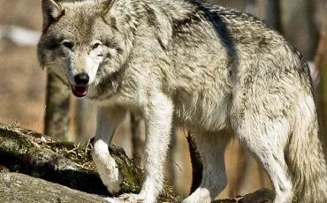 Quiz Loups
