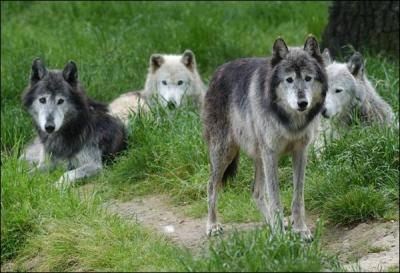Les loups vivent en groupes.