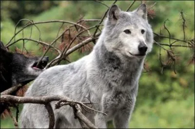 Et lorsqu'il aura plus d'1 an et moins de 2 ans, son nom sera :