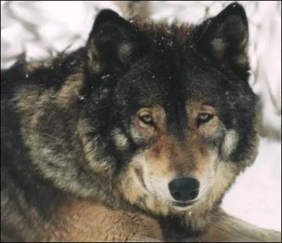 Quel est le record de longevité ?