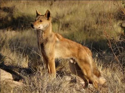 Tous les loups vivent plus au nord, sauf un de leurs cousin, lequel ?