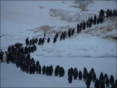 Nous sommes les plus grands et le plus résistants des oiseaux marins. Sur la banquise antarctique, nous supportons des températures de -20° C et le terrible blizzard. Nous nous dandinons en file indienne sur la glace. Vous m'avez probablement reconnu. Je suis le manchot...