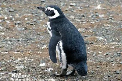 Je niche au sud de l'Amérique du Sud, aussi bien sur les côtes atlantiques que pacifiques, en Argentine, au Chili, et sur les îles Falkland. Je suis le manchot...