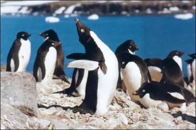 Notre espèce est présente et commune sur toute la côte antarctique et les îles voisines. Nous sommes des manchots...