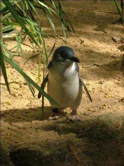 Je suis le plus petit des manchots. Je préfère les plages et les rocheuses. On me trouve autour du littoral de la Nouvelle-Zélande et des Chatham Islands aussi bien qu'au sud de la Tasmanie et de l'Australie. Je suis le manchot...