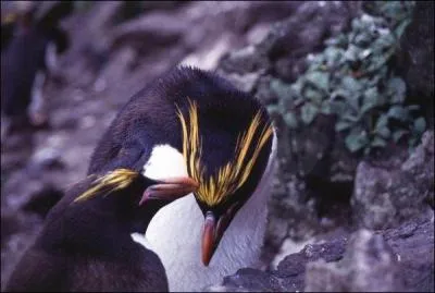 Nous sommes les plus nombreux dans le monde. Notre population atteignant les 12 millions de couples dont 1, 5 à 2 millions présents à Kerguelen et 1 million à Crozet. Nous sommes facilement identifiables par nos plumes qui ornent le dessus de notre tête. Nous sommes les manchots...