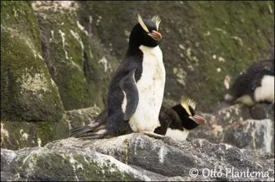 Nous avons élu domicile sur 4 petites îles au sud de la Nouvelle-Zélande : la majorité de notre espèce vit sur les îles Antipodes et Bounty, et en moindre nombre sur les îles Auckland et Campbell. Nous avons également une crête sur la tête. La notre commence à l'entrebâillement de notre bec. Je suis le manchot...