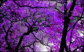 En plomberie, quel type de liquide circulera dans un tuyau marqué violet ?