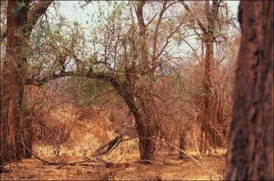 Regardez la photo, sur quel continent êtes-vous ?