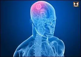 Par où les microbes entrent-ils ?