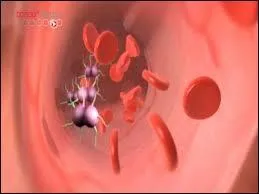 Quelle catégorie de personnes est très souvent touchée par les méningites virales ?