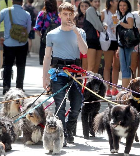 Pour les besoins d'un autre film, Radcliffe doit cette fois apprendre à promener 12 chiens... Comment ce long métrage sera-t-il intitulé ?
