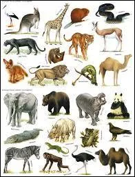 Certaines marques ont des noms d'animaux. Dans les propositions suivantes, lesquelles existent vraiment ? (plusieurs réponses)