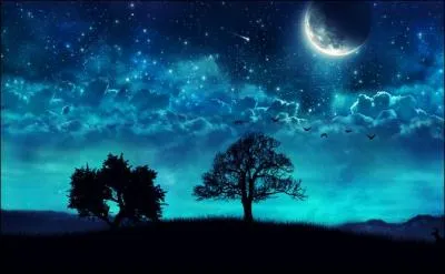 La nuit, les plantes aussi ont leurs petits secrets. La preuve, la nuit...