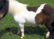 Quiz Races de chevaux et poneys
