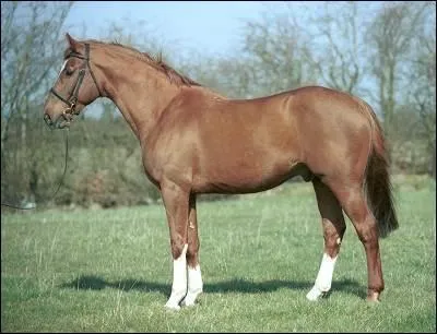 Quel cheval originaire de France est extrêmement connu pour son excellent
classement au saut d'obstacles ?