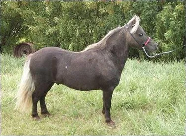 Quel poney est réputé pour sa très petite taille ?
Indice : En Amérique, il est utilisé comme animal de compagnie.