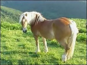 Quel double poney autrichien est connu pour sa docilité et sa force ?