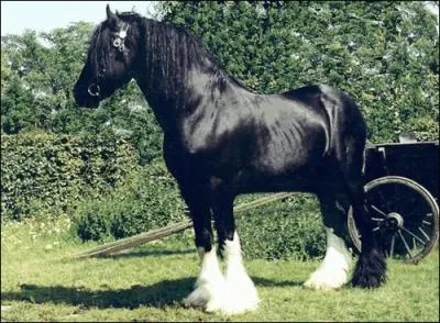 Quelle est cette race ?
Indice : C'est un cheval de trait et le cheval le plus grand du monde.