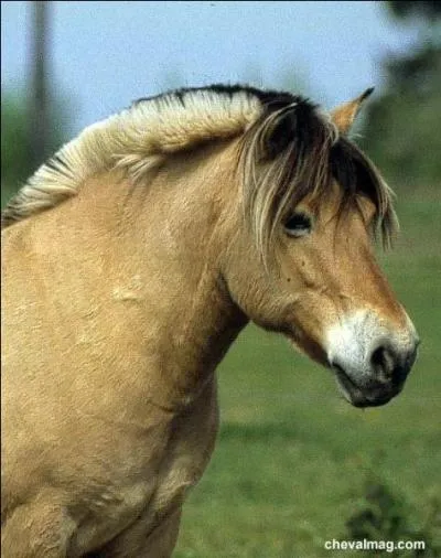 Quel poney a été importé par les Vikings ?
Indice : Il a traditionnellement la crinière coupée en brosse.