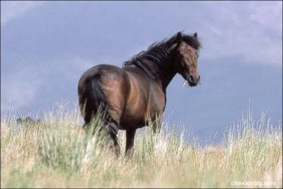 Quel petit poney du Pays basque est élevé en semi-liberté ?