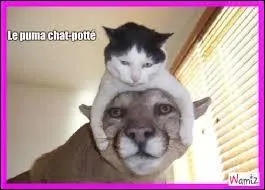 Le chat est le cousin du puma.