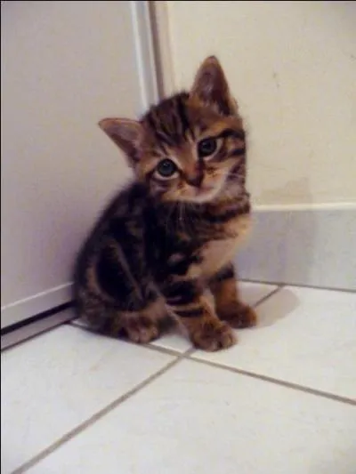 Le chat et le chien peuvent-ils s'entendre ?