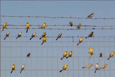 Accord du verbe quand le sujet est un mot collectif accompagné d'un complément pluriel.