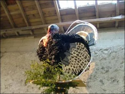 La ville de Jaligny-sur-Besbre est célèbre grâce à sa foire aux dindes et à l'auteur René Fallet. Dans quel département se situe cette ville ?