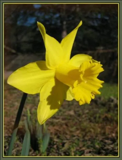 Au printemps, elles envahissent les talus, les près, les sous-bois.
Cette fleur est associée à la fête des grand-mères.