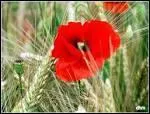 Cette plante, à fleurs rouges, pousse fréquemment dans les champs de blé. Elle a inspiré Claude Monet et Vincent Van Gogh.