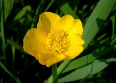 C'est une jolie petite plante au calice d'or. Il faut limiter son développement dans les pelouses car elle peut être envahissante.