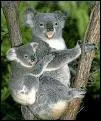 D'o vient le mot 'koala' ?