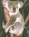 Quiz Koalas