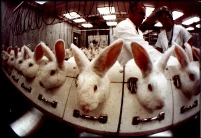 Certains animaux comme le chien peuvent avoir des comportements compulsifs ou tocs.