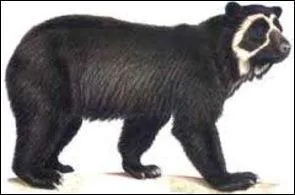 L'ours à lunettes est strictement végétarien.