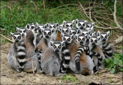 Les lémuriens sont aussi des primates.