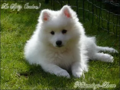 Ce chien est un samoyède.