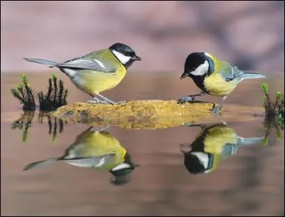James Bond est le nom d'un ornithologue américain.