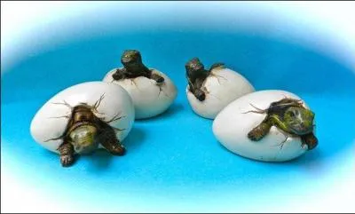 Les bébés tortues communiquent entre elles avant d'éclore.