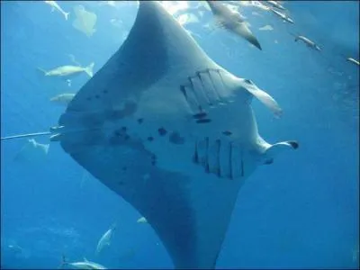 Quel est le deuxieme nom de cette raie ?