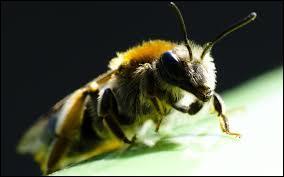 Que ne dit-on pas de l'abeille ?