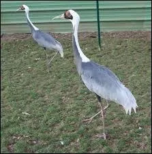 Quel animal craquette ?