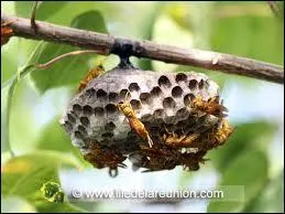 À quel animal la guêpe ressemble-t-elle dans ses cris ?