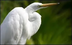 Lequel de ces termes vous fait penser au héron ?