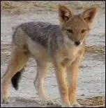 Lequel de ces animaux ne croule pas ?