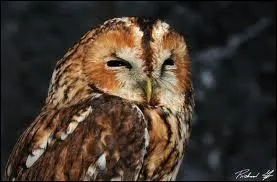 Que ne dit-on jamais de la hulotte ?