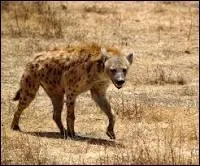 On sait que la hyène hurle. Que fait-elle d'autre ?