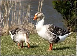 Quel animal criaille ?